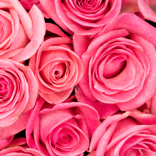 6 Roses with Filler (In a Vase)