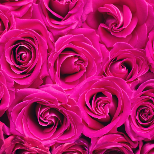 6 Roses with Filler (In a Vase)
