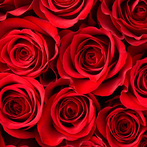 6 Roses with Filler (In a Vase)