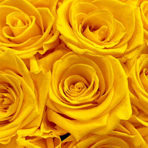 6 Roses with Filler (In a Vase)