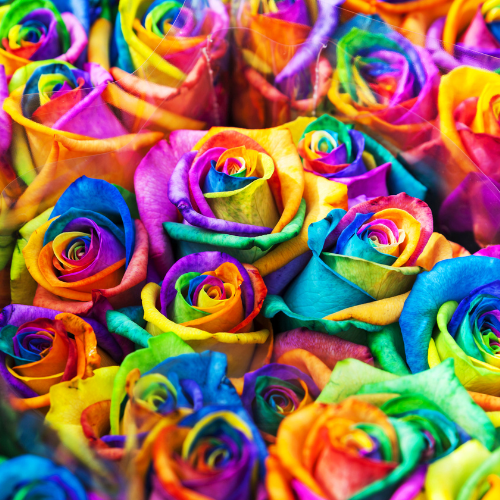 1 Dozen Handheld Roses with Floral Wrap