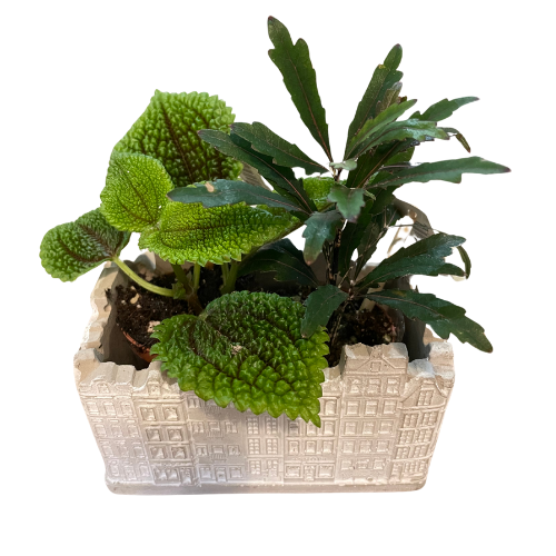 Tropical Duo Delight (Small)